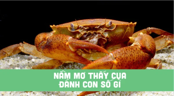 Nắm vững thông tin về Mơ con cua đánh con gì? để sử dụng hiệu quả Nắm vững thông tin về Mơ con cua đánh con gì? để sử dụng hiệu quả