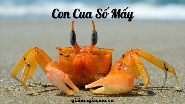 Ý nghĩa của những giấc mơ nhìn thấy con cua Ý nghĩa của những giấc mơ nhìn thấy con cua