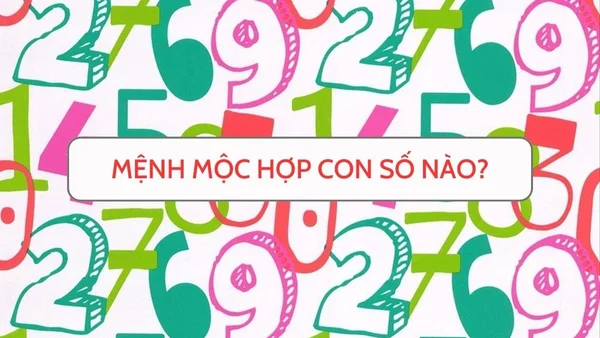 Nắm được Người mệnh mộc hợp số nào sẽ mang đến những lợi ích gì? Nắm được Người mệnh mộc hợp số nào sẽ mang đến những lợi ích gì?