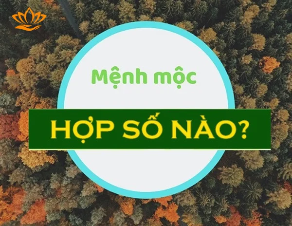 Tìm hiểu thông tin về người mệnh mộc hợp số nào? Tìm hiểu thông tin về người mệnh mộc hợp số nào?
