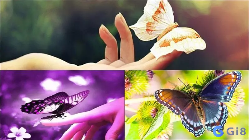 Nằm mơ bướm bay lên tầng, chọn đánh con 36 Con buom so may? Lời giải đáp từ dân chuyên