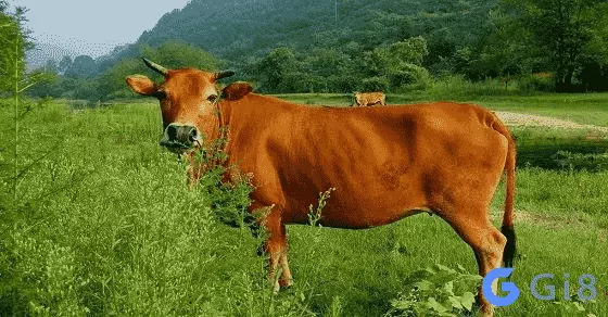 Mơ thấy con bò vàng Mơ thấy bò đánh con gì chuẩn nhất
