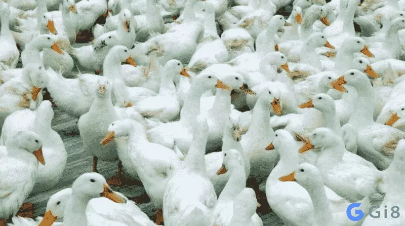 Lời giải về điềm báo ẩn sau nằm mơ thấy đàn vịt đánh số mấy Lời giải về điềm báo ẩn sau nằm mơ thấy đàn vịt đánh số mấy