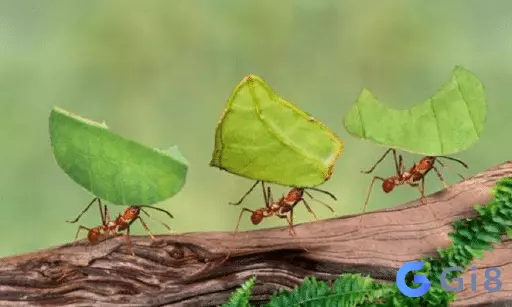Kiến trong tự nhiên Mơ thấy kiến đánh con gì & Giấc mơ kiến đen, kiến lửa cắn?