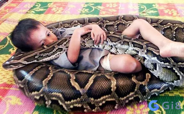 Trăn quấn người Mơ thấy con trăn là điềm báo gì?
