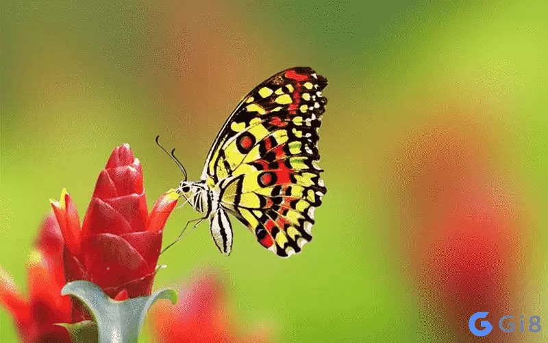 Điềm báo của giấc mơ thấy có con bướm số bao nhiêu Điềm báo của giấc mơ thấy có con bướm số bao nhiêu