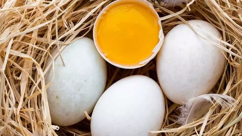 Điềm báo mơ thấy trứng con gì với trứng vịt Điềm báo mơ thấy trứng con gì với trứng vịt