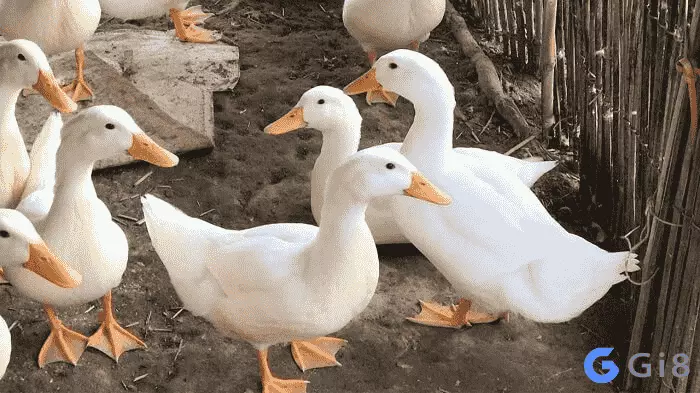 Nằm mơ thấy đàn vịt đánh số mấy Nằm mơ thấy đàn vịt đánh số mấy