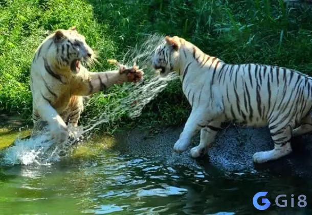 Mơ thấy hổ trắng Mơ thấy hổ đánh con gì? Điềm báo gì?
