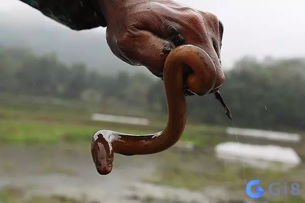 Giải đáp về những con số có liên quan đến nằm mơ thấy lươn Giải đáp về những con số có liên quan đến nằm mơ thấy lươn