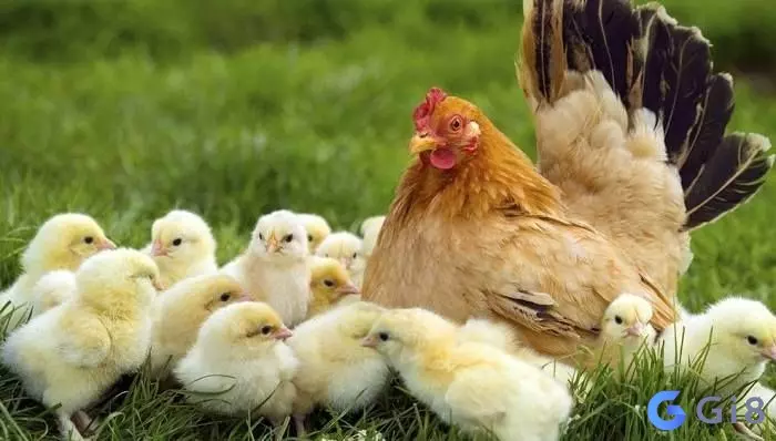 Giải đáp nhanh cho thắc mắc con gà số đề là bao nhiêu Giải đáp nhanh cho thắc mắc con gà số đề là bao nhiêu