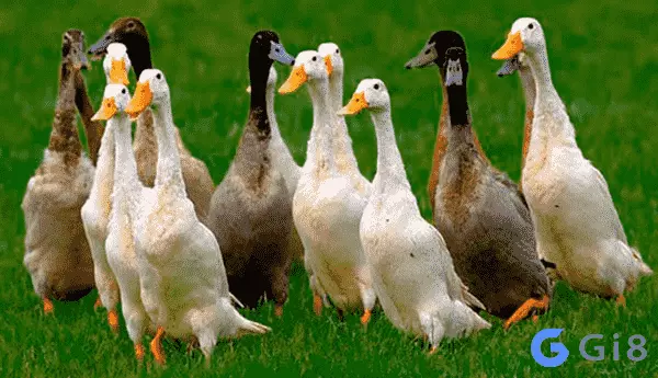 Mơ làm thịt vịt Mơ làm thịt vịt