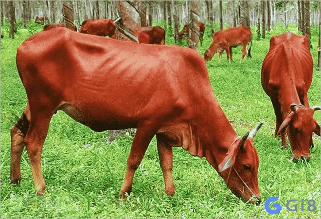 Mơ thấy đàn bò Mơ thấy bò đánh con gì chuẩn nhất