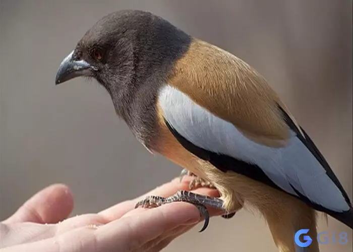 Chim vào nhà là điềm gì Chim vào nhà là điềm gì