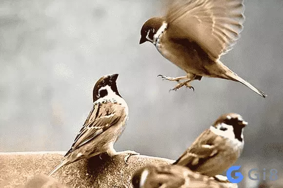 Chim sẻ bay vào nhà Chim sẻ bay vào nhà có điềm gì