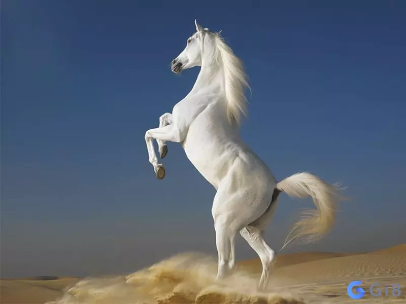 Người tuổi ngọ có thể mơ thấy những con số may mắn của người tuổi ngọ Người tuổi ngọ có thể mơ thấy những con số may mắn của người tuổi ngọ