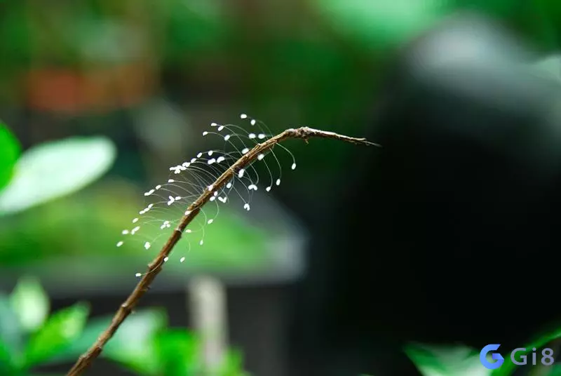 Hoa ưu đàm Hoa ưu đàm là hoa gì? Bí mật bất ngờ về loài hoa này
