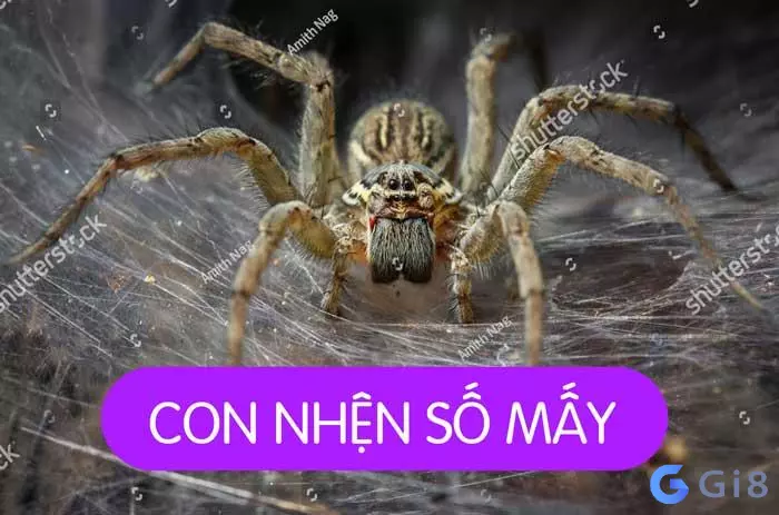 giấc mơ thấy nhện mọi người đều cảm thấy không tốt Con nhện số mấy cho dân chơi lô đề
