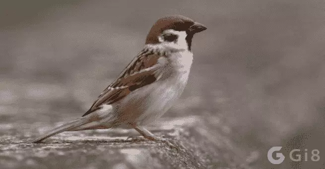 chim vào nhà Chim vào nhà báo điềm gì?