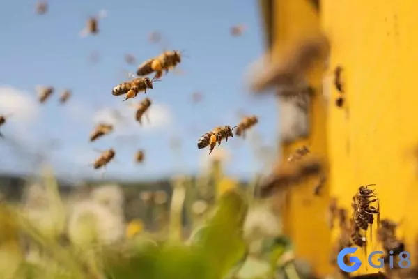 Mơ thấy đàn ong Con ong đánh số mấy? Mơ thấy ong có ý nghĩa gì?