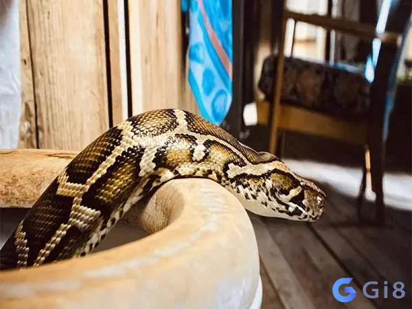 Mơ giết trăn Nằm mơ thấy trăn là điềm báo gì?