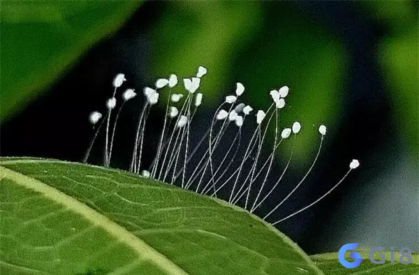 Hoa ưu đàm – Loài hoa tượng trưng cho sự thiêng liêng trong Phật Giáo Hoa ưu đàm là gì? Ý nghĩa của hoa
