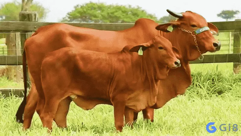 Ý nghĩa nằm mơ thấy con bò đánh số gì Ý nghĩa nằm mơ thấy con bò đánh số gì