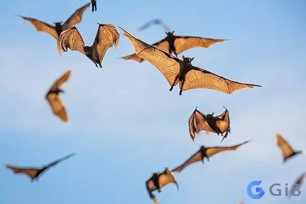 Mơ thấy dơi tấn công mồi Con dơi số mấy - Giải mã chiêm bao về dơi