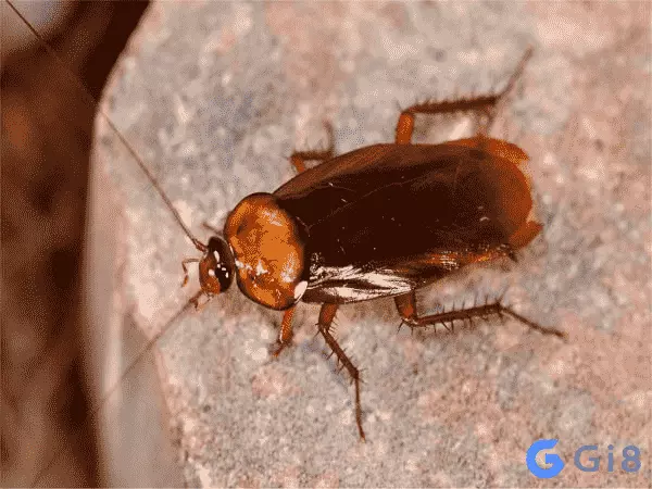 Mơ thấy con gián lành hay giữ Mơ thấy con gián lành hay giữ