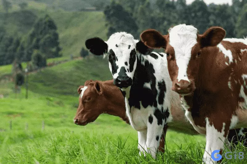 Nằm mơ thấy con bò đánh số mấy Nằm mơ thấy con bò đánh số mấy