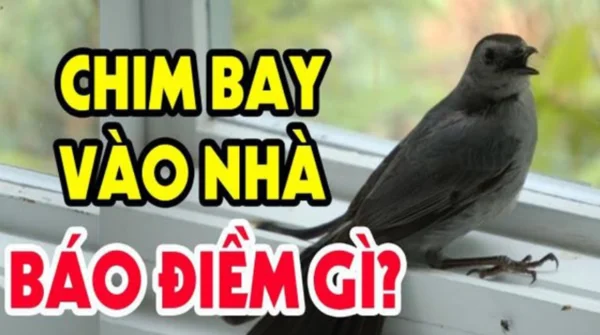 Tìm hiểu thông tin về Chim bay vào nhà báo điềm gì? Tìm hiểu thông tin về Chim bay vào nhà báo điềm gì?