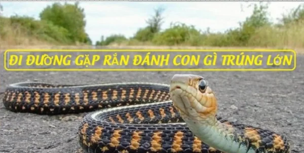 Tìm hiểu thông tin về vấn đề đi đường gặp rắn đánh con gì cho hiệu quả nhất? Tìm hiểu thông tin về vấn đề đi đường gặp rắn đánh con gì cho hiệu quả nhất?