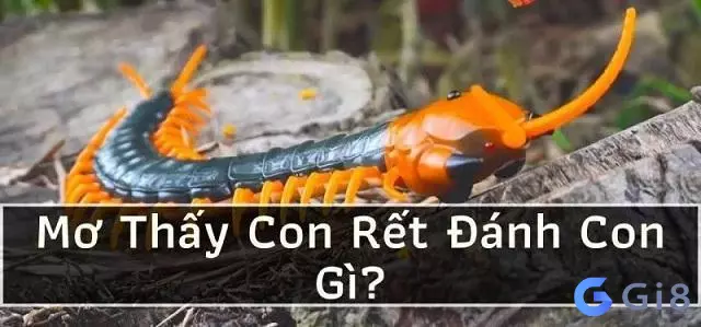 mơ thấy rết có ý nghĩa gì Con rết số mấy khi đánh lô đề