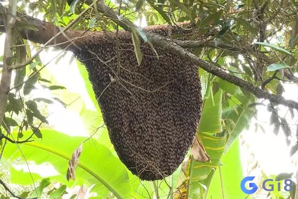 Mơ nuôi ong Con Ong số mấy? Mơ thấy Ong đánh con gì dễ trúng? - NgayAm.com