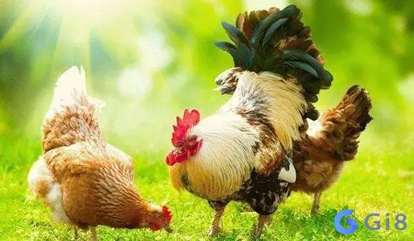 mơ thấy đàn gà đánh con gì mơ thấy đàn gà đánh con gì