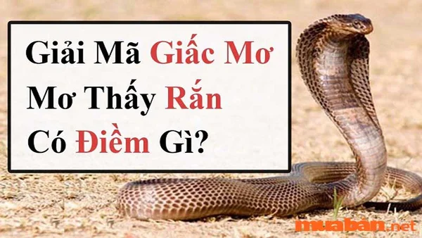 Ý nghĩa của giấc mơ thấy rắn là như thế nào? Mơ con rắn đánh con gì? Ý nghĩa của giấc mơ thấy rắn là như thế nào? Mơ con rắn đánh con gì?