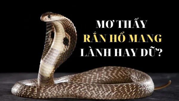 Mơ thấy rắn hổ mang trắng đánh con gì cho hiệu quả Mơ thấy rắn hổ mang trắng đánh con gì cho hiệu quả