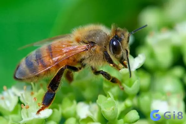 Ong là hình ảnh biểu tượng, thể hiện sự cần cù Con ong số bao nhiêu? Bật mí giấc mơ?