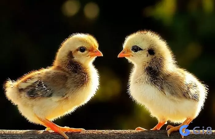 Biết con gà là số đề bao nhiêu thì nhanh tay cá cược cùng gi88 Biết con gà là số đề bao nhiêu thì nhanh tay cá cược cùng gi88