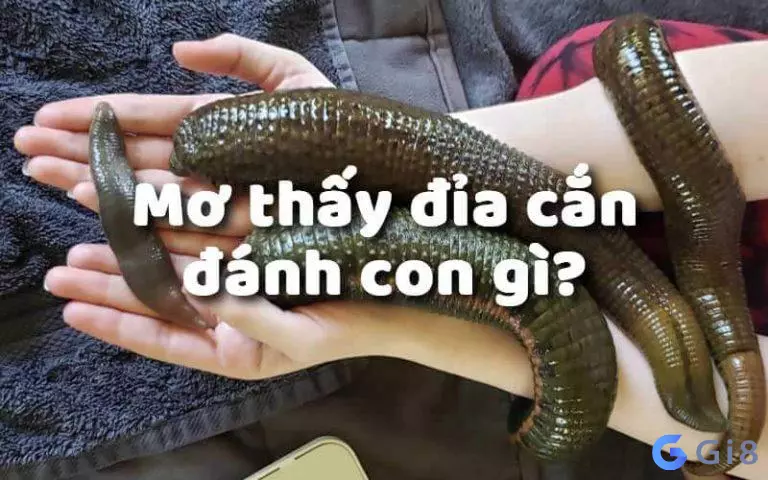 giấc mơ thấy đỉa Mơ thấy đỉa cắn chọn đánh chuẩn con số nào?