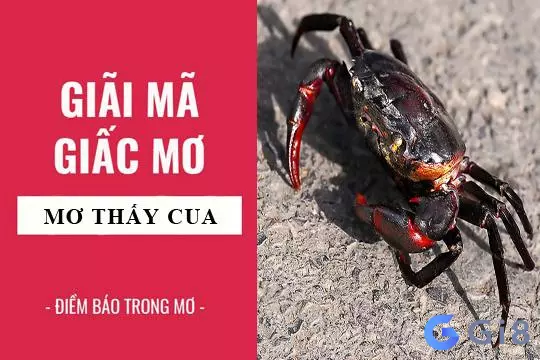 Nằm mơ thấy cua là điềm báo gì? Nằm mơ thấy cua là điềm báo gì?