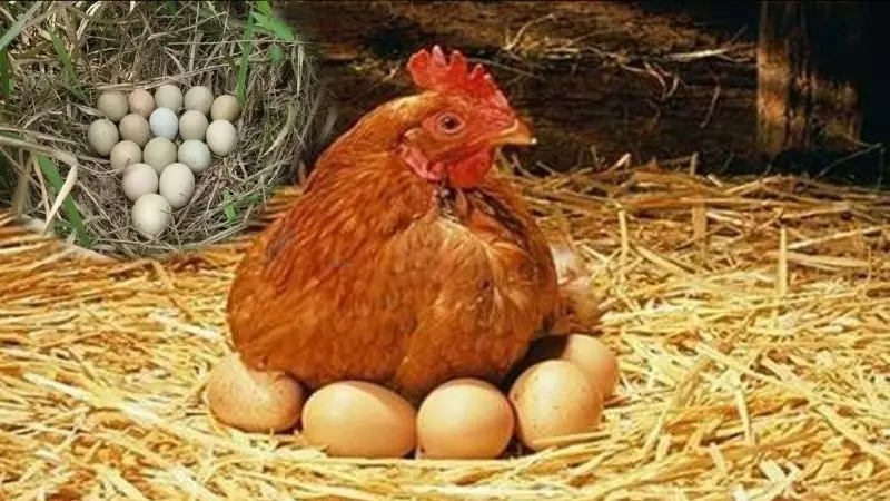Bạn mơ thấy một ổ trứng gà Bạn mơ thấy một ổ trứng gà