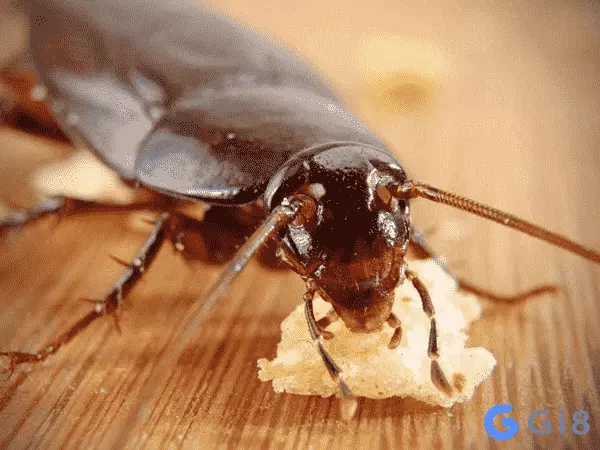 Mơ thấy con gián có ý nghĩa gì Mơ thấy con gián có ý nghĩa gì