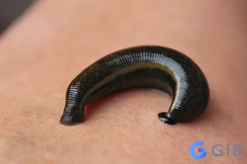 Một số lưu ý khi lựa chọn con số đẹp sau khi mơ bị đỉa cắn Một số lưu ý khi lựa chọn con số đẹp sau khi mơ bị đỉa cắn