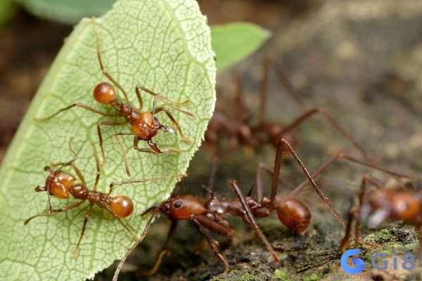 Ý nghĩa thú vị khi tìm hiểu con kiến số mấy xuất hiện trong giấc mơ Ý nghĩa thú vị khi tìm hiểu con kiến số mấy xuất hiện trong giấc mơ