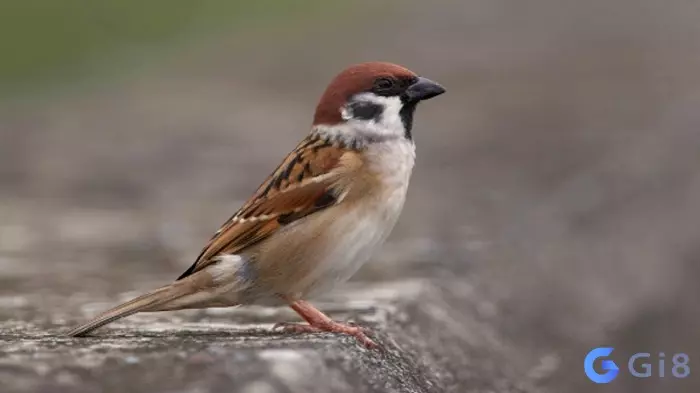 mơ thấy chim sẻ đánh con số gì ? Chim sẻ vào nhà là báo hiệu có điềm gì