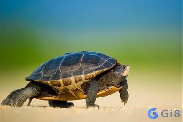 Lý giải về giấc mơ thấy con rùa đánh số gì Lý giải về giấc mơ thấy con rùa đánh số gì