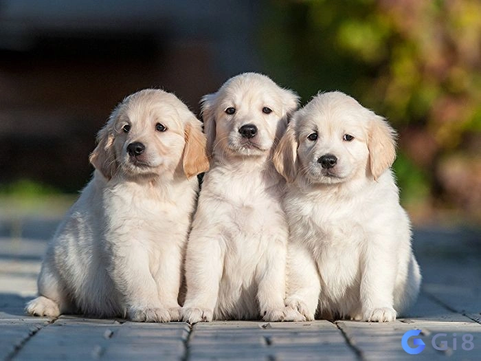 Giải đáp con chó con số mấy rồi cá cược cùng gi88 Giải đáp con chó con số mấy rồi cá cược cùng gi88
