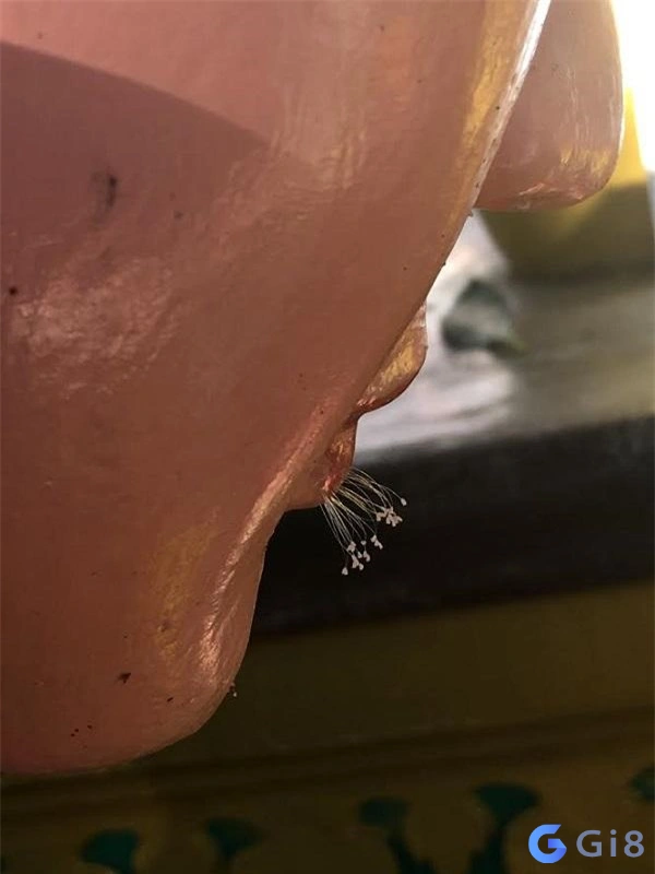 Hoa ưu đàm là gì? ý nghĩa hoa ưu đàm? Hoa ưu đàm là gì? ý nghĩa hoa ưu đàm?