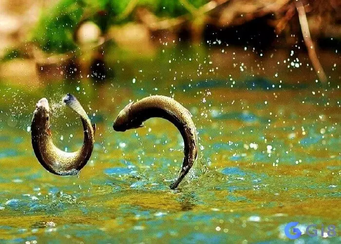 Mơ thấy cá nhảy không phải điều tốt số con cá